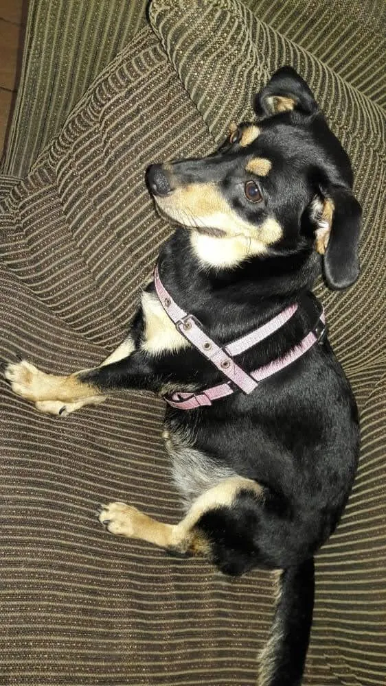 Cachorro ra a SRD-ViraLata idade  nome mel