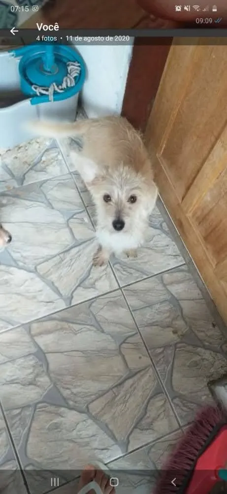Cachorro ra a SRD-ViraLata idade  nome Mily
