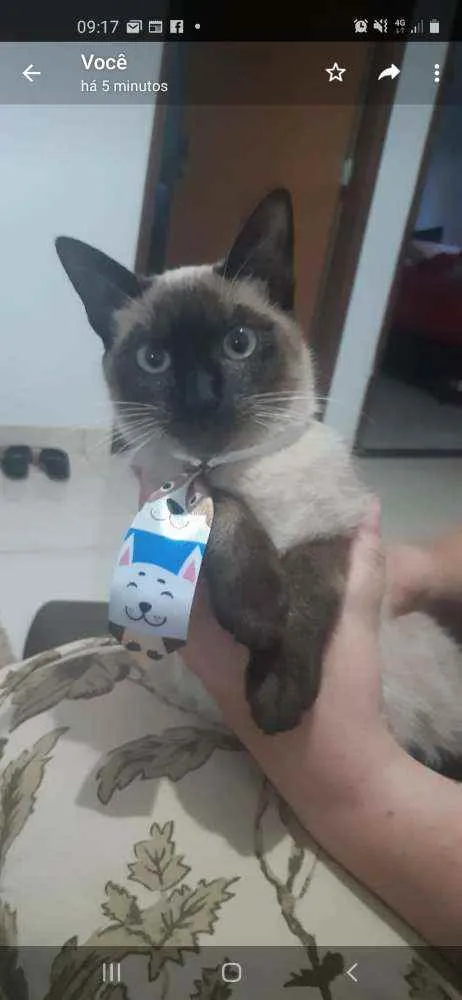 Gato ra a  idade 7 a 11 meses nome Mingau