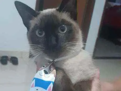 Gato ra a  idade 7 a 11 meses nome Mingau