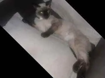 Gato ra a  idade 7 a 11 meses nome Mingau