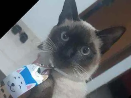 Gato ra a  idade 7 a 11 meses nome Mingau