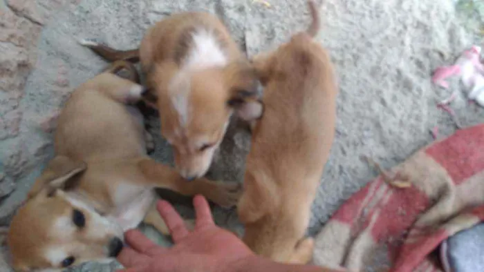 Cachorro ra a Pinscher com vira-lata idade 2 a 6 meses nome Totó 