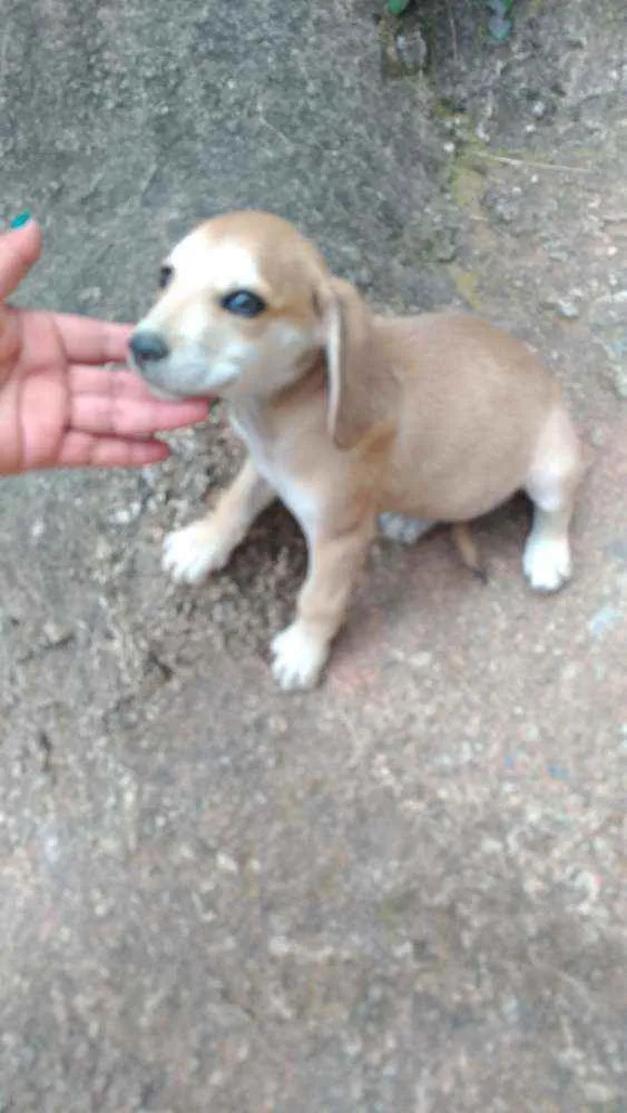 Cachorro ra a Pinscher com vira-lata idade 2 a 6 meses nome Totó 