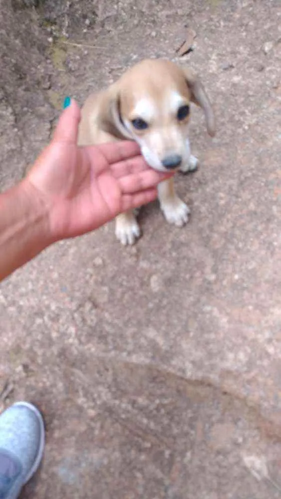 Cachorro ra a Pinscher com vira-lata idade 2 a 6 meses nome Totó 