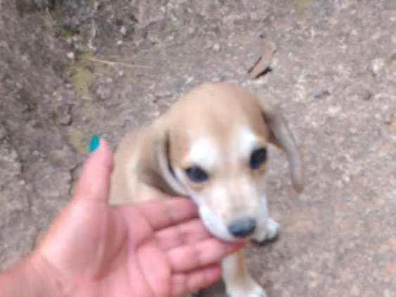 Cachorro ra a Pinscher com vira-lata idade 2 a 6 meses nome Totó 