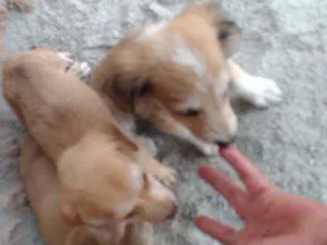 Cachorro raça Pinscher com vira-lata idade 2 a 6 meses nome Totó 