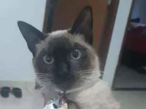 Gato raça  idade 7 a 11 meses nome Mingau