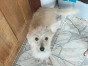 Cachorro raça SRD-ViraLata idade  nome Mily