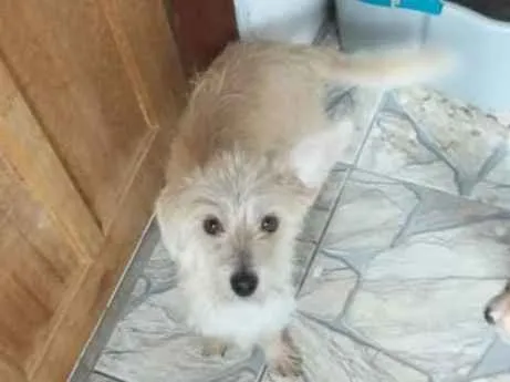 Cachorro ra a SRD-ViraLata idade  nome Mily