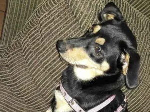 Cachorro raça SRD-ViraLata idade  nome mel