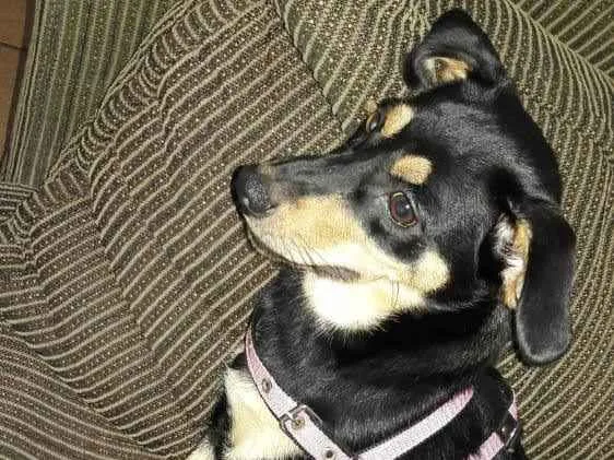 Cachorro ra a SRD-ViraLata idade  nome mel