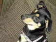 mel