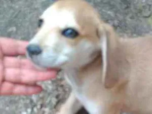 Cachorro raça Pinscher com vira-lata idade 2 a 6 meses nome Lulu