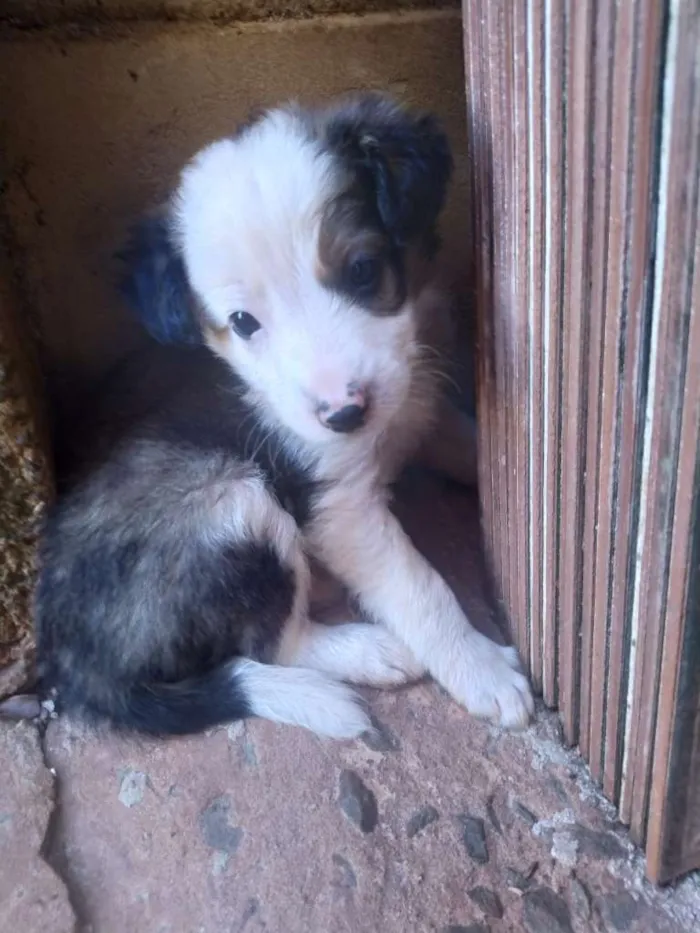 Cachorro ra a SRD-ViraLata idade Abaixo de 2 meses nome Peludinhos