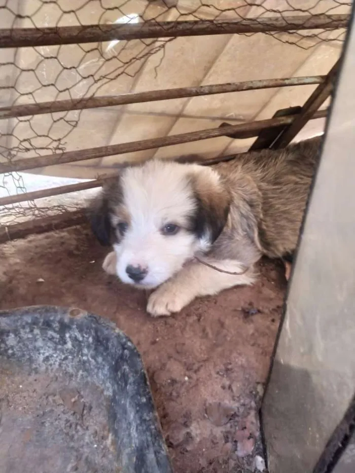 Cachorro ra a SRD-ViraLata idade Abaixo de 2 meses nome Peludinhos