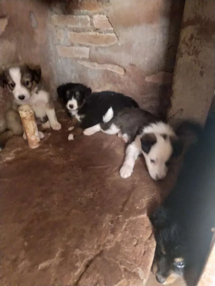 Cachorro ra a SRD-ViraLata idade Abaixo de 2 meses nome Peludinhos