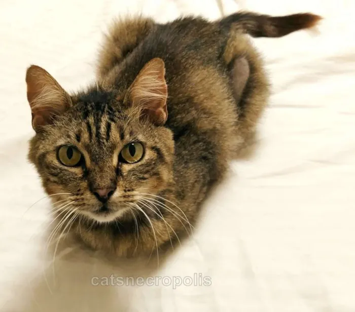Gato ra a srd idade 3 anos nome Raposinha