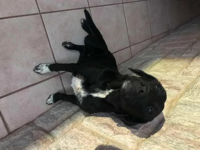 Cachorro ra a Vira Lata idade  nome Sem Nome