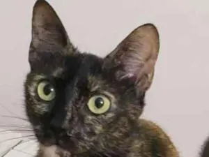Gato raça SRD-ViraLata idade 2 anos nome PINTURA
