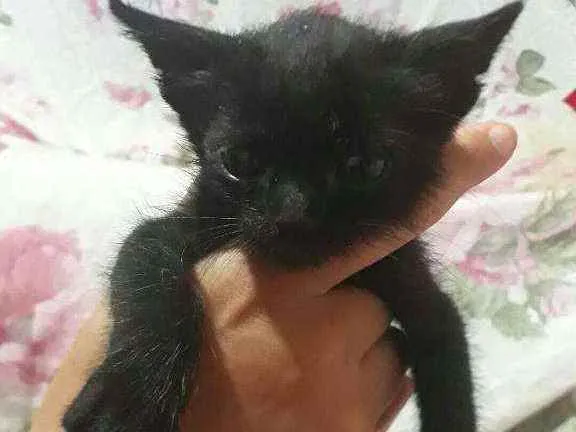 Gato ra a Vira-lata idade 2 a 6 meses nome Izzy