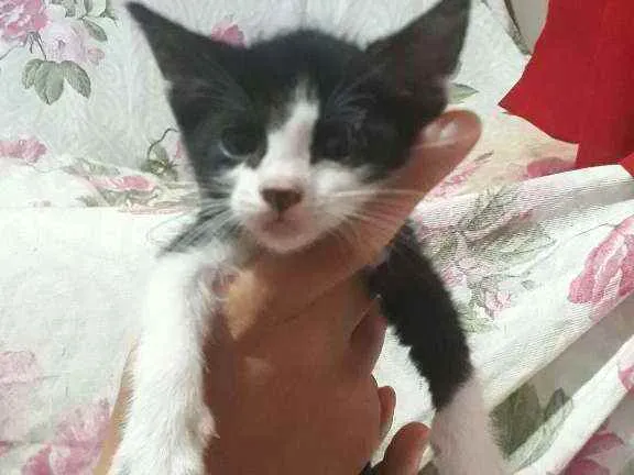 Gato ra a Vira-lata idade 2 a 6 meses nome Floquinho