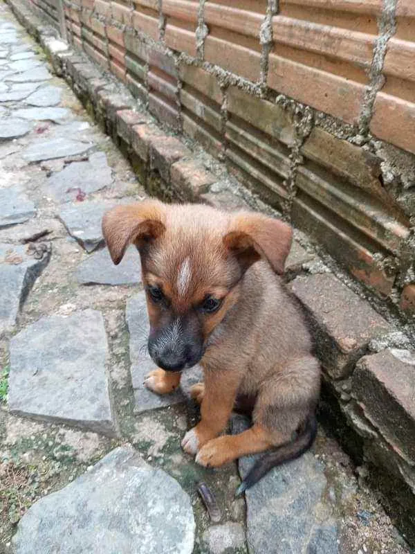 Cachorro raça Australian com Vira Lata idade 2 a 6 meses nome Não Tem Nome