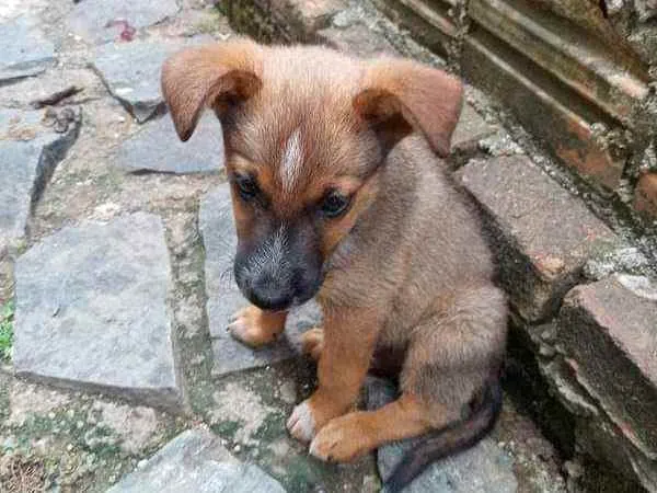 Cachorro raça Australian com Vira Lata idade 2 a 6 meses nome Não Tem Nome