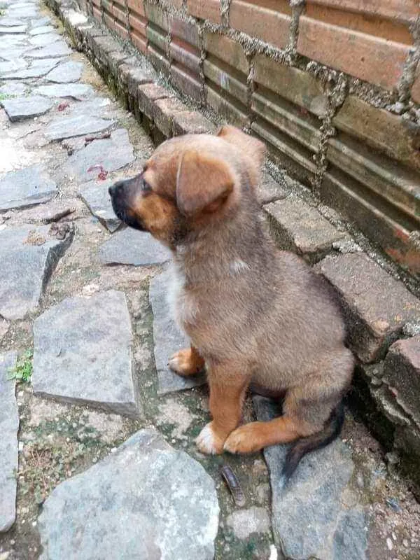 Cachorro raça Australian com Vira Lata idade 2 a 6 meses nome Não Tem Nome