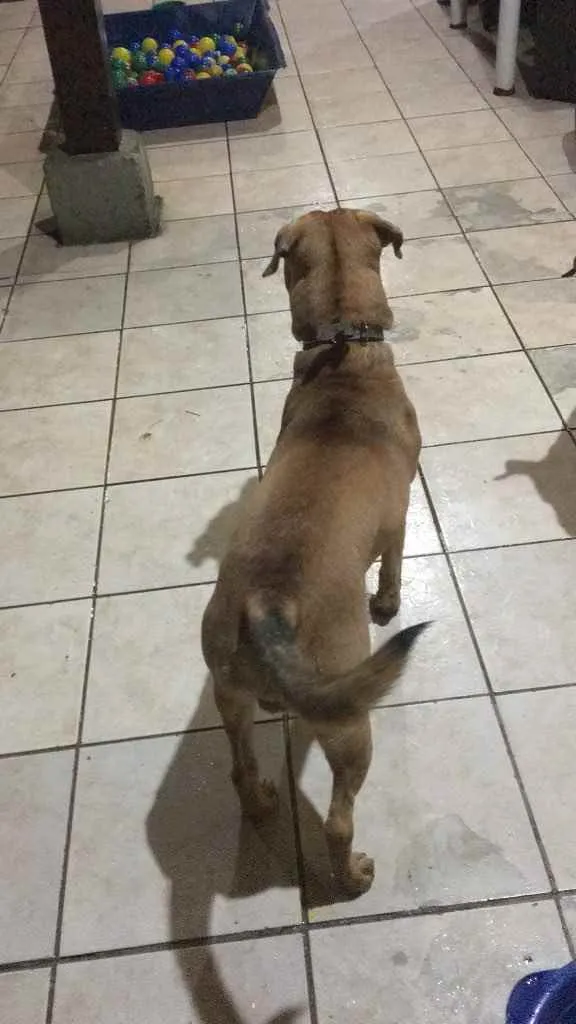 Cachorro ra a Sem raça definida  idade 7 a 11 meses nome Thor