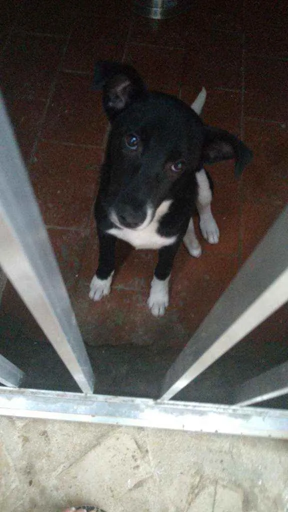 Cachorro raça SRD idade 2 a 6 meses nome Spot