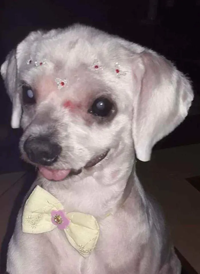 Cachorro ra a lhasa apso idade 6 ou mais anos nome Cristal