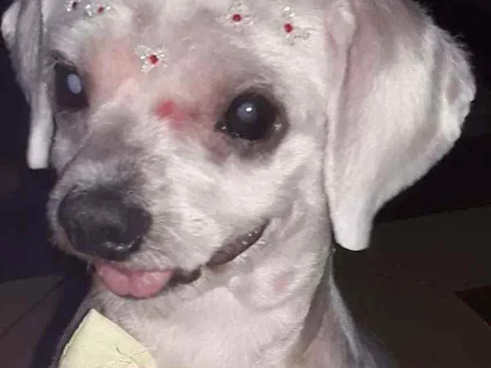 Cachorro ra a lhasa apso idade 6 ou mais anos nome Cristal