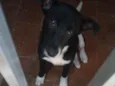 Spot