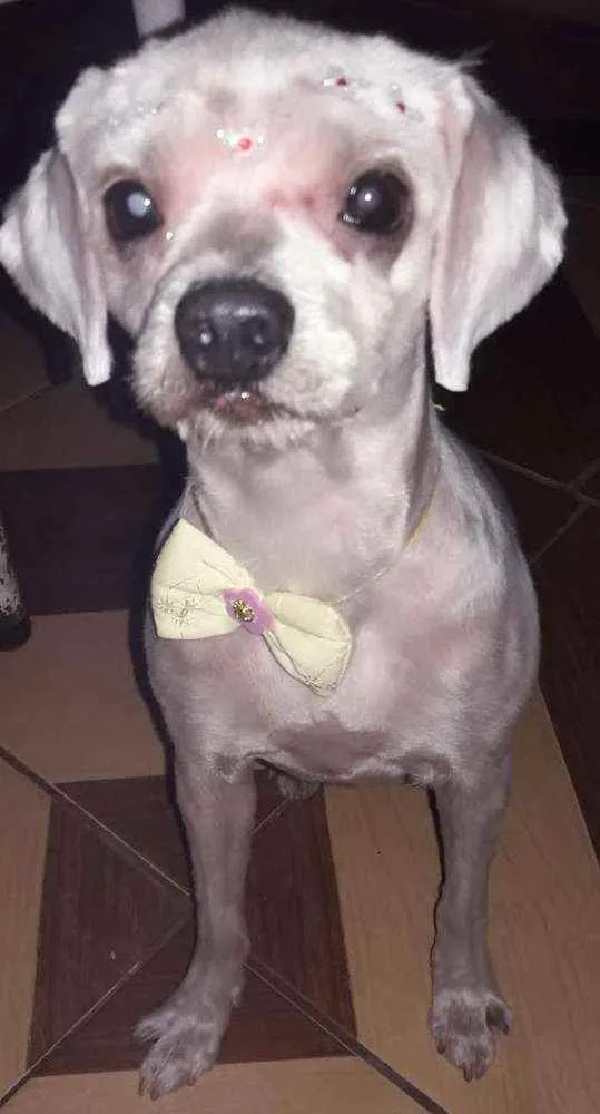 Cachorro ra a lhasa apso idade 6 ou mais anos nome Cristal