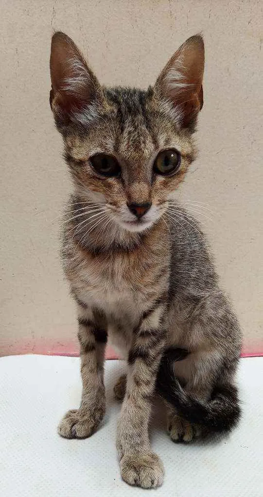 Gato raça Desconhecida idade Abaixo de 2 meses nome Sem nome