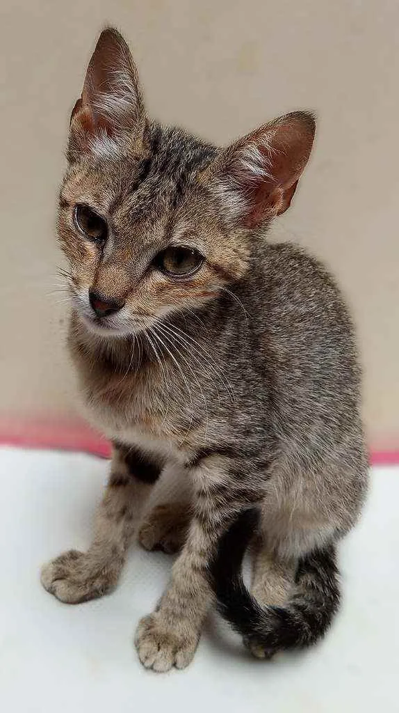 Gato raça Desconhecida idade Abaixo de 2 meses nome Sem nome