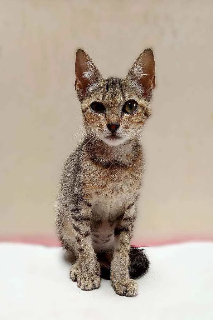 Gato raça Desconhecida idade Abaixo de 2 meses nome Sem nome