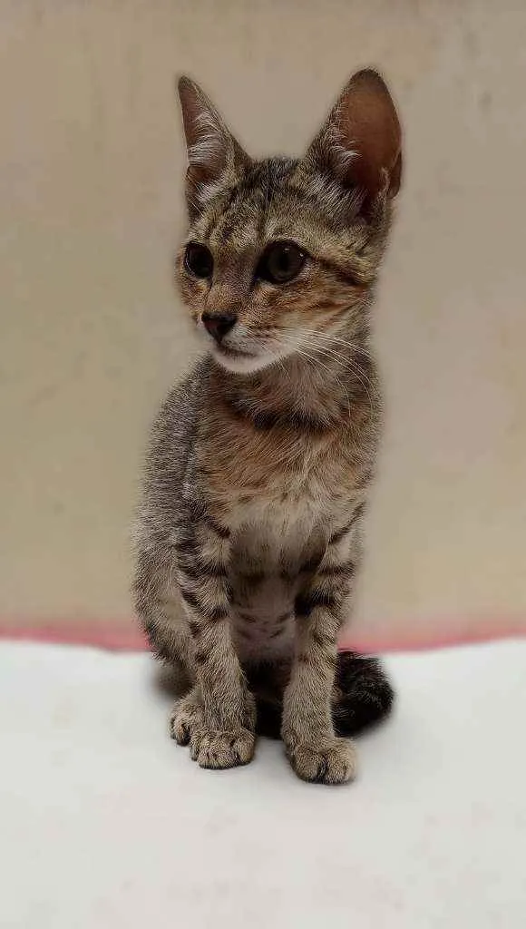 Gato raça Desconhecida idade Abaixo de 2 meses nome Sem nome