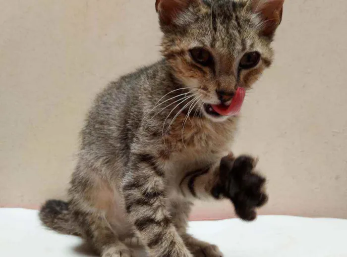 Gato raça Desconhecida idade Abaixo de 2 meses nome Sem nome