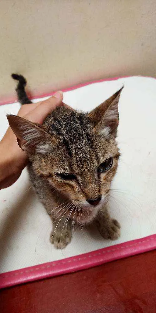 Gato raça Desconhecida idade Abaixo de 2 meses nome Sem nome