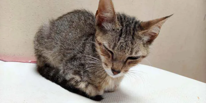 Gato raça Desconhecida idade Abaixo de 2 meses nome Sem nome
