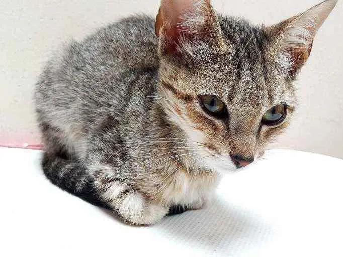 Gato raça Desconhecida idade Abaixo de 2 meses nome Sem nome