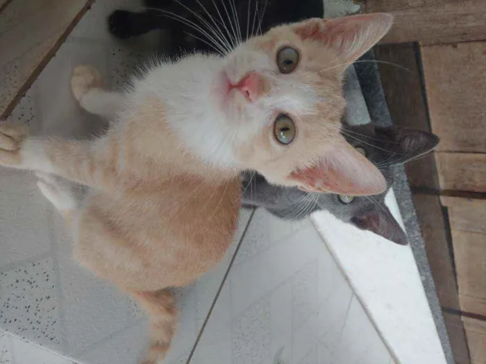 Gato ra a Mestiça idade 2 a 6 meses nome Sem nome