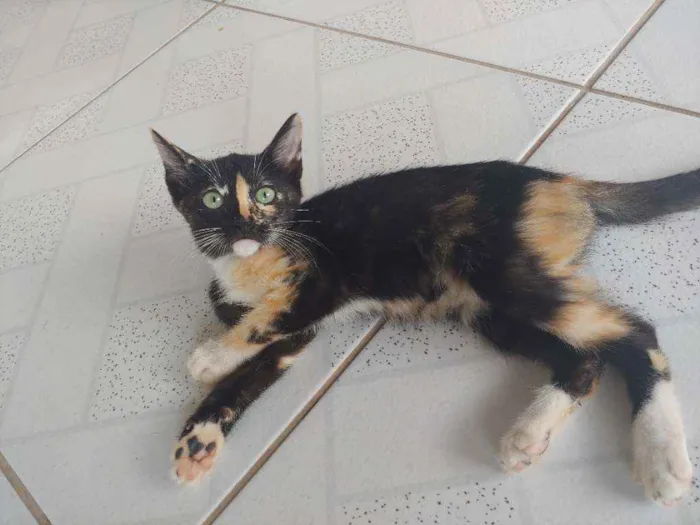 Gato ra a Mestiça idade 2 a 6 meses nome Sem nome