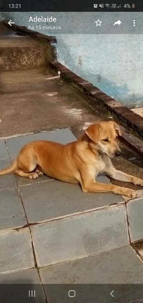 Cachorro raça Sem raça definida  idade 2 anos nome Novinha