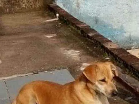 Cachorro raça Sem raça definida  idade 2 anos nome Novinha