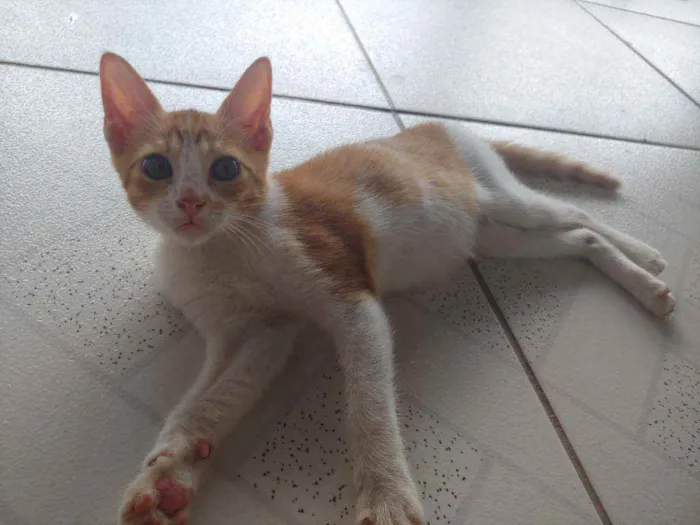 Gato ra a Mestiça idade 2 a 6 meses nome Sem nome