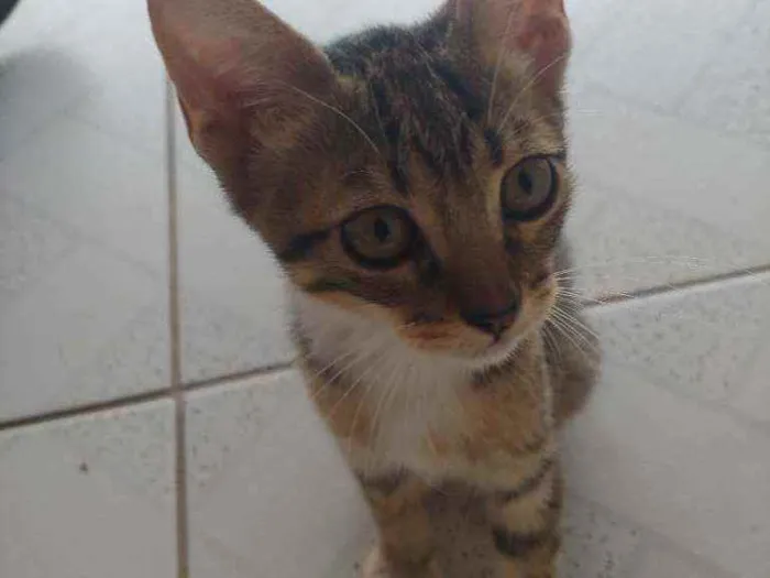 Gato ra a Mestiça idade 2 a 6 meses nome Sem nome