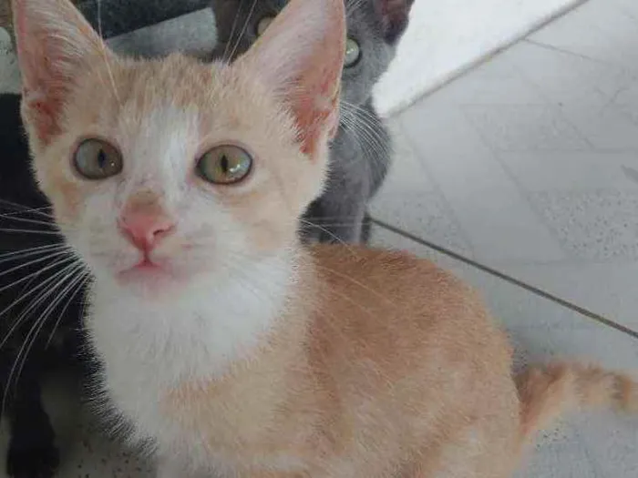 Gato ra a Mestiça idade 2 a 6 meses nome Sem nome